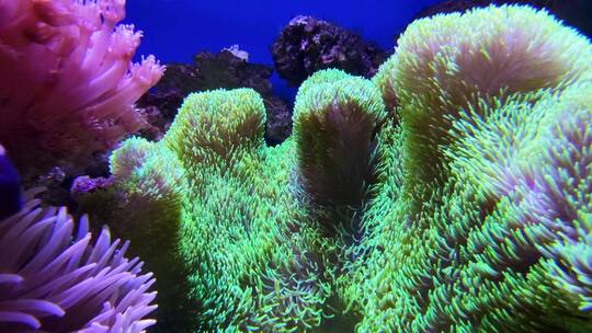 珊瑚活体视频素材模板下载