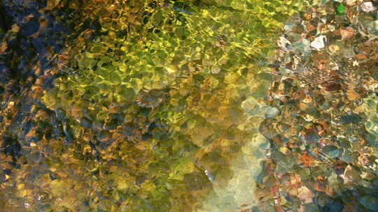 森林溪水流水花清澈山泉青苔藓小溪泉水视频素材模板下载