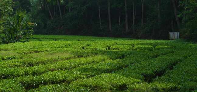 茶叶 茶园 绿色