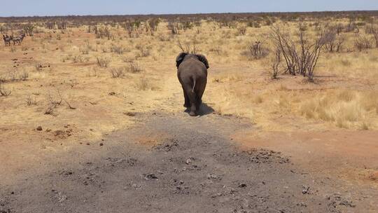 大象在非洲草原上行走