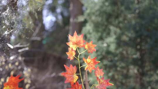 风景区 枫叶 红 植物 茂密