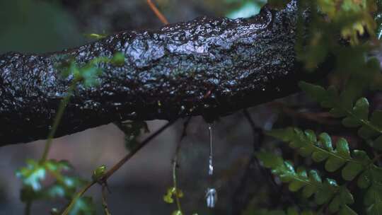 从根部滴水的特写镜头