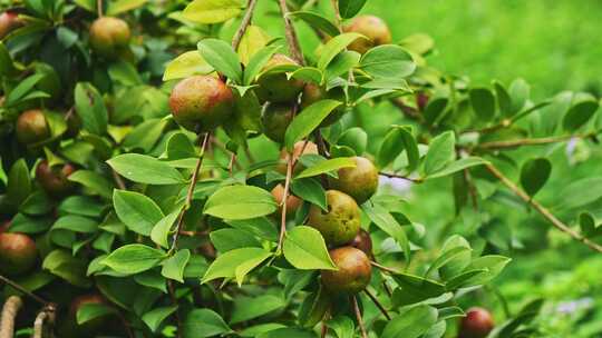 茶油果 油茶果 油茶种植视频素材模板下载