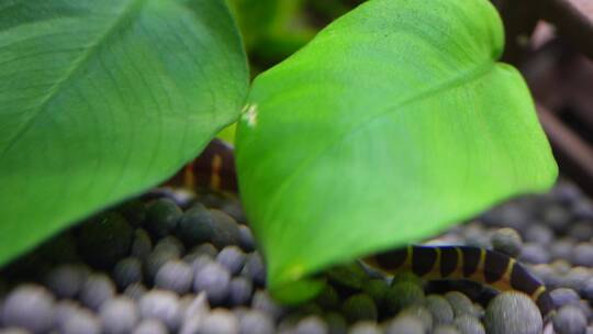 微距水族箱鼠鱼底栖鱼进食视频素材模板下载