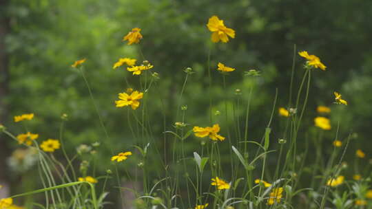 户外野花 山野 野菊花 花海