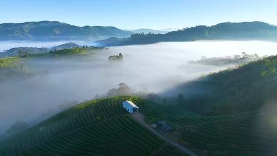 云雾缭绕的茶山