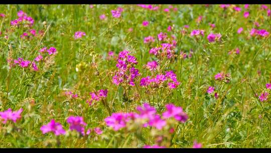 小红花漫山遍野的小花野花野外自然视频素材模板下载