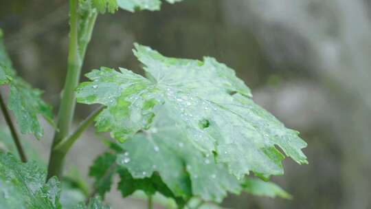 雨天下风吹绿叶上的水珠随风飘动