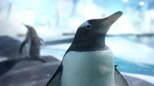 企鹅海洋馆视频素材模板下载