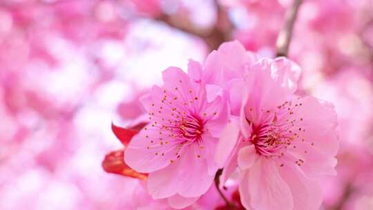 粉色樱花特写 粉色桃花