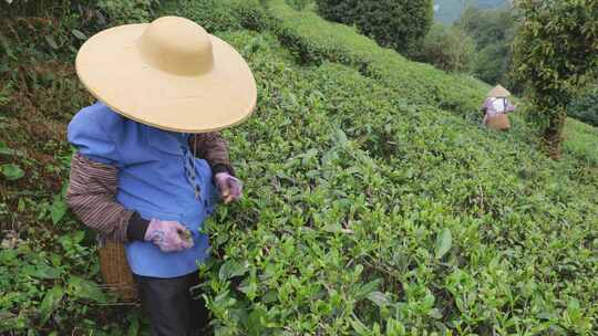 茶园里茶农在采茶叶