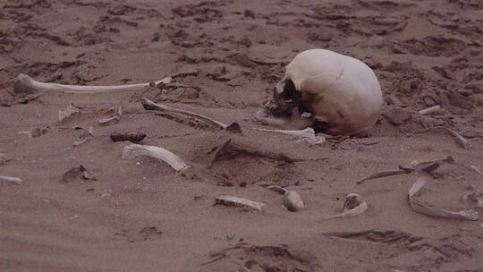 沙漠上的人体残骸