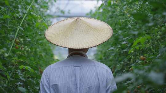 农民在蔬菜大棚里干活