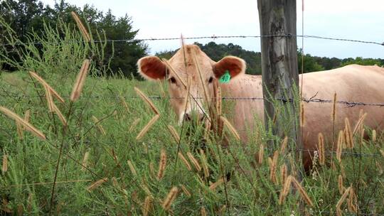 牧场里吃草的奶牛