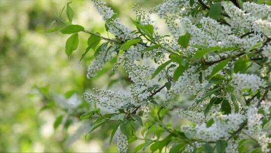 一种欧洲鸟樱桃树的白色花朵