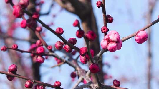 腊梅花 红色腊梅 红梅花蕾1764