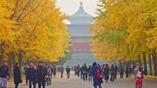 秋天北京天坛银杏