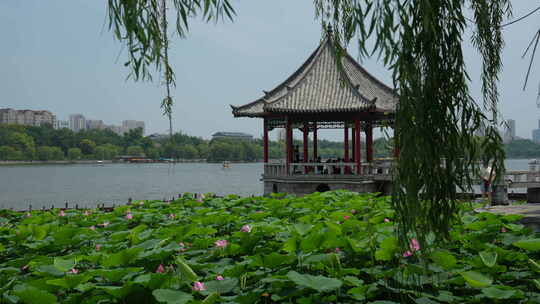 济南大明湖风景名胜区夏季风光