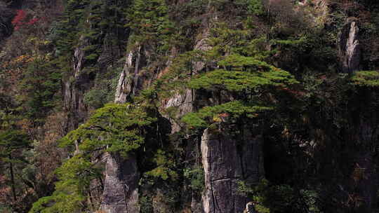 航拍黄山松树 4K