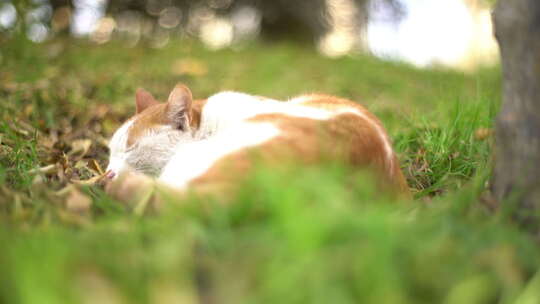 慵懒的小野猫视频素材模板下载