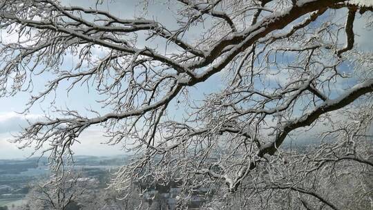 冬天下雪后 美丽的森林树木雪景特写