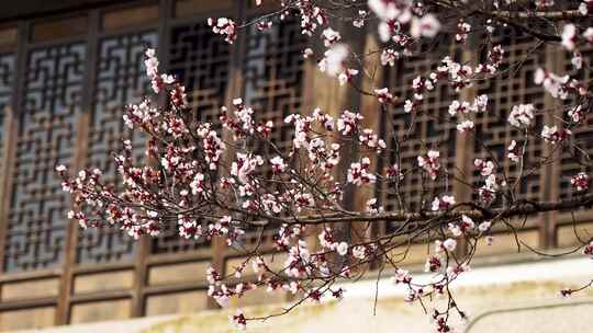 春天园林古风窗户下的杏花树