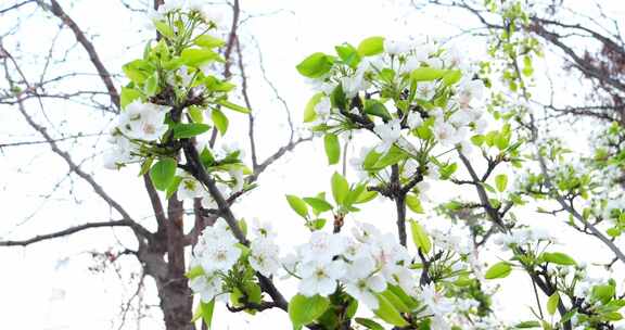 梨花 唯美梨花盛开 梨树