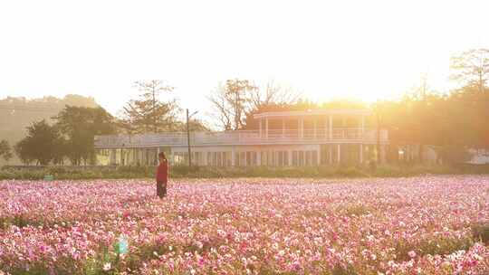 中国广东省中山市南朗街道崖口花海