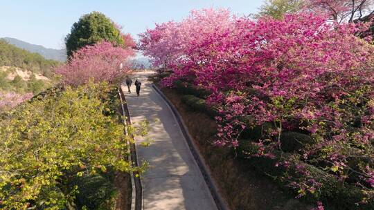 浙江湖州春日梅花梅园铁佛寺近景