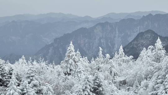 航拍湖北神农架原始森林群山冬季雪景雪松