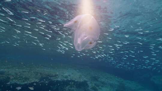 梳子果冻，海洋，水下，海洋生物