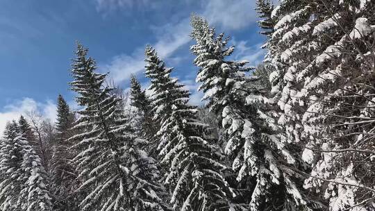 大雪覆盖的雪松森林天际线景观视频素材模板下载