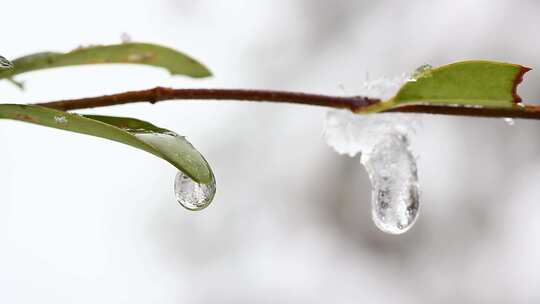 南方冬天雨雪天气雪滴水珠