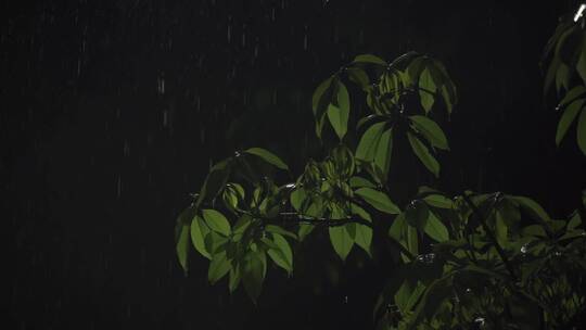 雨滴树叶下雨夜色慢镜头