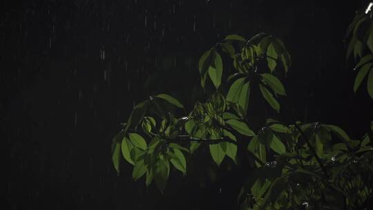 雨滴树叶下雨夜色慢镜头视频素材模板下载