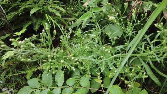 大自然野生植物野草实拍