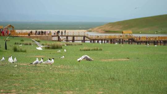 新疆旅游巴音布鲁克草原上飞翔的海鸥