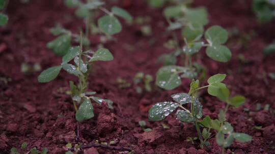 慢镜头-红土地茁壮生长的豌豆苗沐浴雨水中