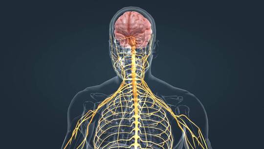 医疗中枢周围神经系统医学3D人体科学动画视频素材模板下载