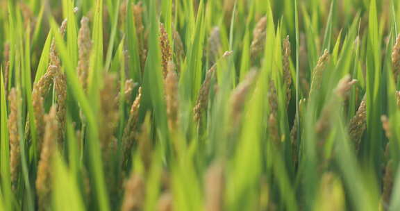 秋后成熟的水稻水稻田