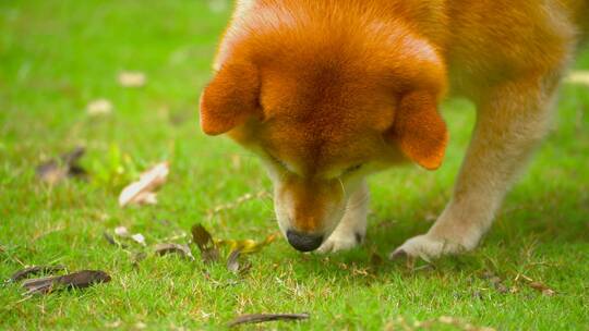 日本柴犬狗狗在公园草地上觅食