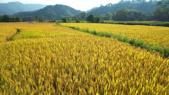 农业丰收稻田小麦粮食耕种
