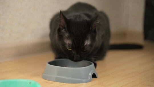 饥饿的黑猫在吃碗里的食物