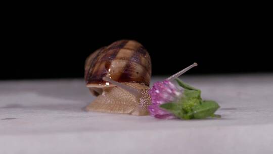 蜗牛在缓慢的爬行