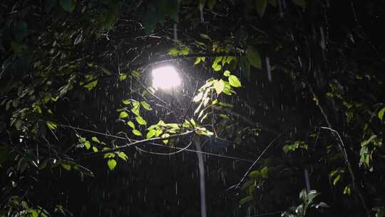 雨夜中的树叶遮挡的路灯特写