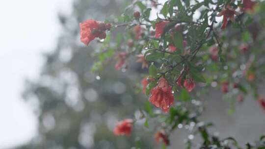 意境江南 屋檐下雨 空镜意境