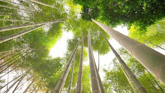 合集竹林竹子竹叶竹毛竹植物竹海绿竹仰拍