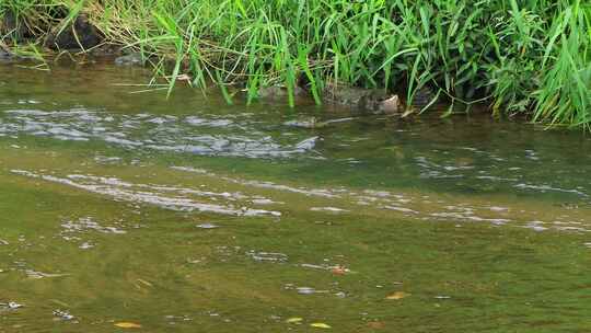 大山里的小溪河流流水唯美生态视频素材模板下载