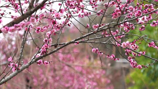 4K梅花盛开春季花卉实拍视频