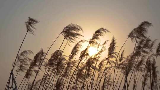 夕阳下的芦苇荡